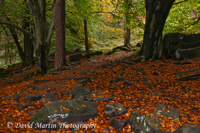 Golden Carpet in Hardcastle Crags