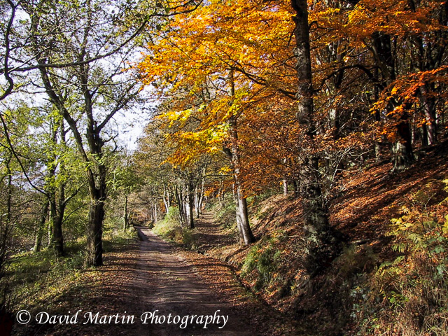 Autumn Gold - Hardcastle Crags